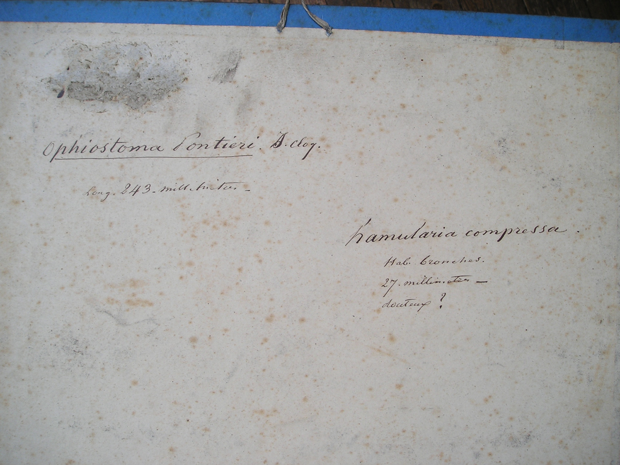 Ophiostoma Pontieri. A. Cloq. - hamularia compressa